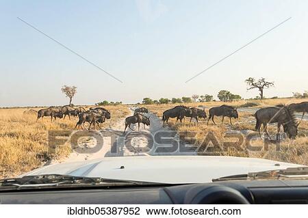 Blue wildebeest (Connochaetes taurinus), Savuti Region, Chobe National Park, Botswana, Africa View Large Photo Image Stock Image - Blue wildebeest (Connochaetes taurinus), Savuti Region, Chobe National Park, Botswana, Africa. Fotosearch