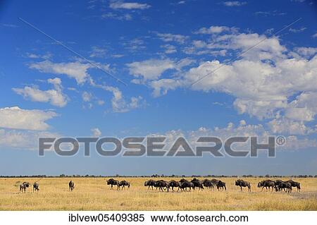 Blue wildebeests (Connochaetes taurinus) Savuti, Botswana, Africa View Large Photo Image Stock Photography - Blue wildebeests (Connochaetes taurinus) Savuti, Botswana, Africa. Fotosearch