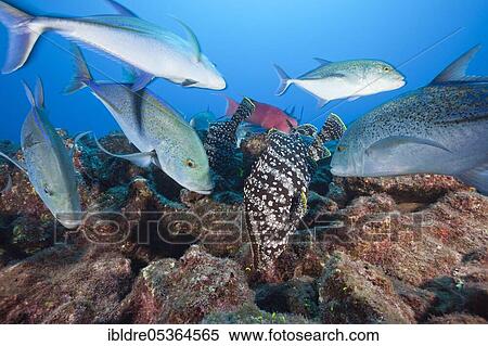 Bluefin trevallies (Caranx melampygus) and leatherback grouper hunt together (Dermatolepis dermatolepis), Socorro, Revillagigedo Islands, Mexico, Central America View Large Photo Image Stock Photography - Bluefin trevallies (Caranx melampygus) and leatherback grouper hunt together (Dermatolepis dermatolepis), Socorro, Revillagigedo Islands, Mexico, Central America. Fotosearch