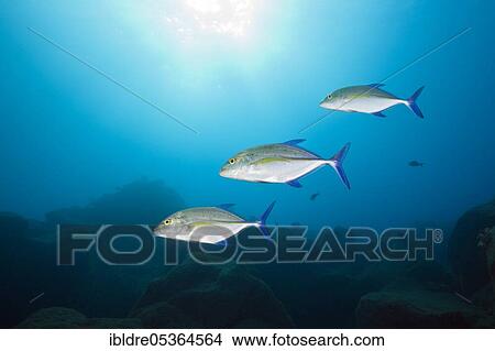 Bluefin trevally (Caranx melampygus), San Benedicto, Revillagigedo Islands, Mexico, Central America View Large Photo Image Picture - Bluefin trevally (Caranx melampygus), San Benedicto, Revillagigedo Islands, Mexico, Central America. Fotosearch