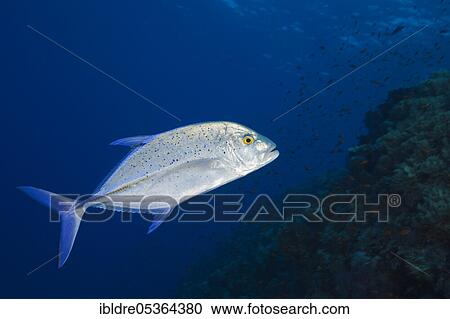 Bluefin Trevally (Caranx melampygus), St. Johns, Red Sea, Egypt, Africa View Large Photo Image Stock Image - Bluefin Trevally (Caranx melampygus), St. Johns, Red Sea, Egypt, Africa. Fotosearch