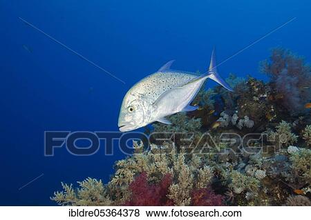 Bluefin Trevally (Caranx melampygus), St. Johns, Red Sea, Egypt, Africa View Large Photo Image Stock Photo - Bluefin Trevally (Caranx melampygus), St. Johns, Red Sea, Egypt, Africa. Fotosearch