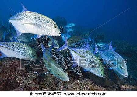 Bluefin trevally (Caranx melampygus), Socorro, Revillagigedo Islands, Mexico, Central America View Large Photo Image Stock Photo - Bluefin trevally (Caranx melampygus), Socorro, Revillagigedo Islands, Mexico, Central America. Fotosearch
