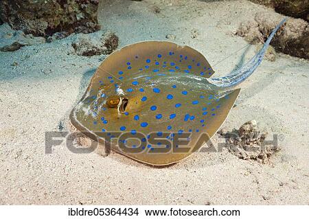 Picture - Bluespotted ribbontail ray (Taeniura lymma), St. Johns, Red Sea, Egypt, Africa. Fotosearch