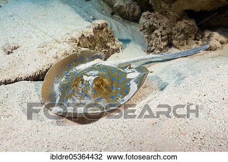 Bluespotted ribbontail ray (Taeniura lymma), St. Johns, Red Sea, Egypt, Africa View Large Photo Image Stock Image - Bluespotted ribbontail ray (Taeniura lymma), St. Johns, Red Sea, Egypt, Africa. Fotosearch