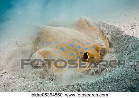 Stock Image - Bluespotted ribbontail ray (Taeniura lymma) digging for food, Elphinstone, Red Sea, Egypt, Africa. Fotosearch