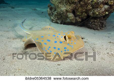 Bluespotted ribbontail ray (Taeniura lymma), Marsa Alam, Red Sea, Egypt, Africa View Large Photo Image Stock Photo - Bluespotted ribbontail ray (Taeniura lymma), Marsa Alam, Red Sea, Egypt, Africa. Fotosearch