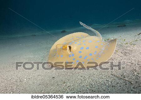 Bluespotted ribbontail ray (Taeniura lymma), Marsa Alam, Red Sea, Egypt, Africa View Large Photo Image Stock Photograph - Bluespotted ribbontail ray (Taeniura lymma), Marsa Alam, Red Sea, Egypt, Africa. Fotosearch