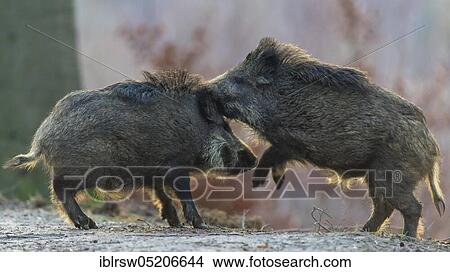 Picture - Boar or wild boar (Sus scrofa). Fotosearch