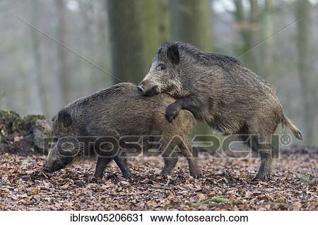 Stock Image - Boar or wild boar (Sus scrofa). Fotosearch
