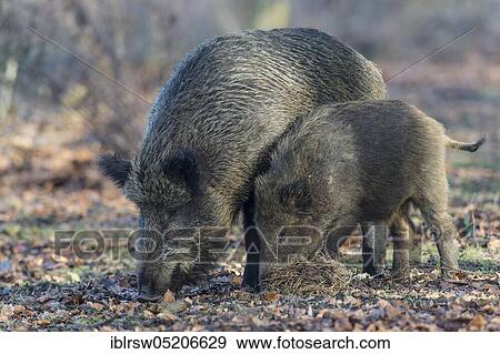 Stock Photo - Boar or wild boar (Sus scrofa). Fotosearch