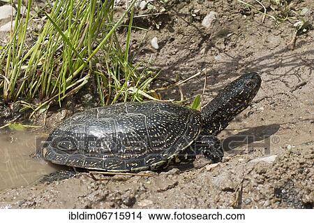 Bog turtle (Emys orbicularis) crawls to the shore, near Madzarovo, Bulgaria, Europe View Large Photo Image Picture - Bog turtle (Emys orbicularis) crawls to the shore, near Madzarovo, Bulgaria, Europe. Fotosearch