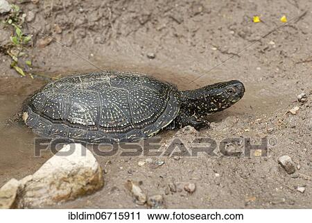 Stock Image - Bog turtle (Emys orbicularis) crawls to the shore, near Madzarovo, Bulgaria, Europe. Fotosearch