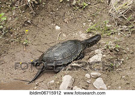 Bog turtle (Emys orbicularis) crawls to the shore, near Madzarovo, Bulgaria, Europe View Large Photo Image Stock Image - Bog turtle (Emys orbicularis) crawls to the shore, near Madzarovo, Bulgaria, Europe. Fotosearch