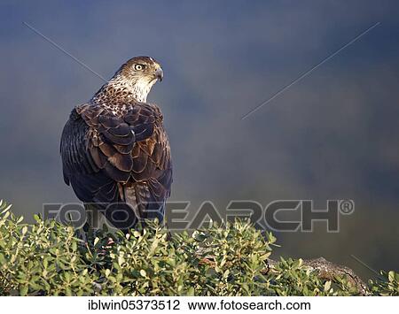 Bonelli's eagle (Aquila fasciata), on holm oak, Extremadura, Spain, Europe View Large Photo Image Stock Image - Bonelli's eagle (Aquila fasciata), on holm oak, Extremadura, Spain, Europe. Fotosearch