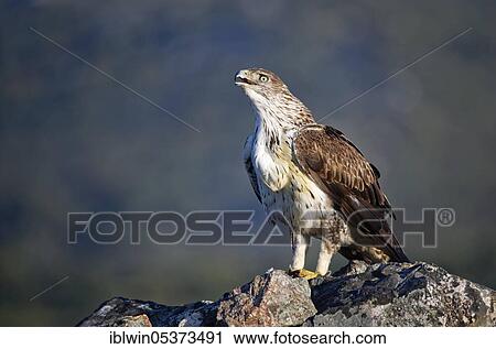 Stock Image - Bonelli's eagle (Aquila fasciata) looking for rocks, Extremadura, Spain, Europe. Fotosearch