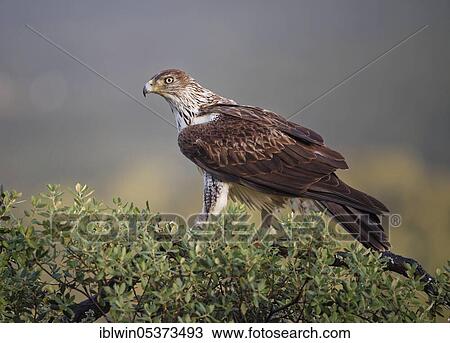 Bonelli's eagle (Aquila fasciata) looking for rocks, Extremadura, Spain, Europe View Large Photo Image Stock Image - Bonelli's eagle (Aquila fasciata) looking for rocks, Extremadura, Spain, Europe. Fotosearch