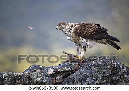 Bonelli's eagle (Aquila fasciata), male, plucks red-legged partridge (Alectoris rufa), Extremadura, Spain, Europe View Large Photo Image Stock Image - Bonelli's eagle (Aquila fasciata), male, plucks red-legged partridge (Alectoris rufa), Extremadura, Spain, Europe. Fotosearch