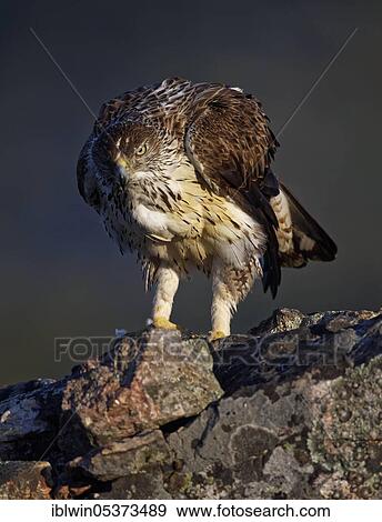 Bonelli's eagle (Aquila fasciata) looking for rocks, Extremadura, Spain, Europe View Large Photo Image Stock Photo - Bonelli's eagle (Aquila fasciata) looking for rocks, Extremadura, Spain, Europe. Fotosearch
