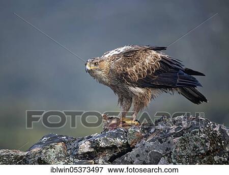 Bonelli's eagle (Aquila fasciata), female, with plucked red-legged partridge, Extremadura, Spain, Europe View Large Photo Image Stock Photo - Bonelli's eagle (Aquila fasciata), female, with plucked red-legged partridge, Extremadura, Spain, Europe. Fotosearch