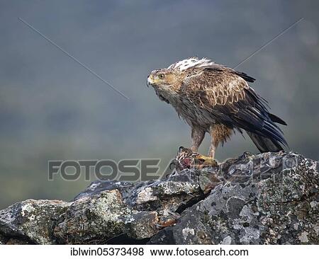 Stock Photo - Bonelli's eagle (Aquila fasciata), female, with plucked red-legged partridge, Extremadura, Spain, Europe. Fotosearch