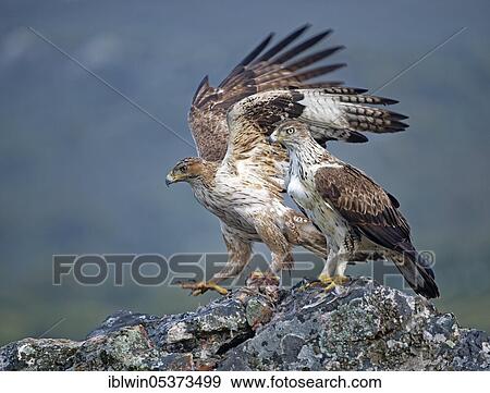 Bonelli's eagle (Aquila fasciata), pair, with captured red-legged partridge, Extremadura, Spain, Europe View Large Photo Image Stock Photo - Bonelli's eagle (Aquila fasciata), pair, with captured red-legged partridge, Extremadura, Spain, Europe. Fotosearch