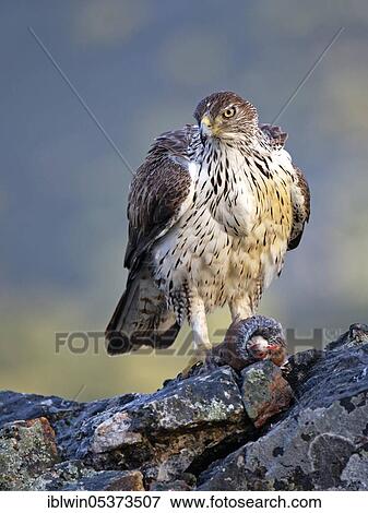 Bonelli's eagle (Aquila fasciata), male, with captured red-legged partridge (Alectoris rufa), Extremadura, Spain, Europe View Large Photo Image Stock Photo - Bonelli's eagle (Aquila fasciata), male, with captured red-legged partridge (Alectoris rufa), Extremadura, Spain, Europe. Fotosearch