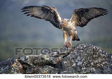 Bonelli's eagle (Aquila fasciata), female, with plucked red-legged partridge, Extremadura, Spain, Europe View Large Photo Image Stock Photo - Bonelli's eagle (Aquila fasciata), female, with plucked red-legged partridge, Extremadura, Spain, Europe. Fotosearch