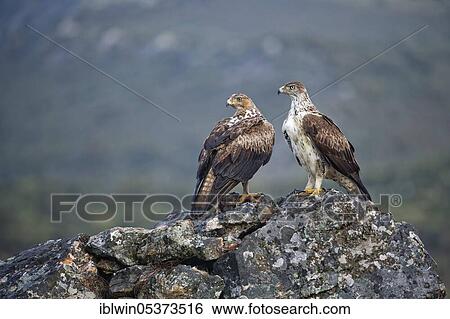 Stock Photograph - Bonelli's eagle (Aquila fasciata), pair, with captured red-legged partridge, Extremadura, Spain, Europe. Fotosearch