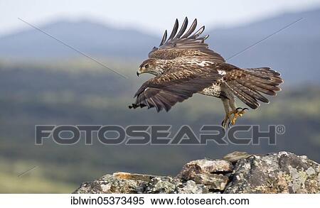 Bonelli's eagle (Aquila fasciata) looking for rocks, Extremadura, Spain, Europe View Large Photo Image Stock Photography - Bonelli's eagle (Aquila fasciata) looking for rocks, Extremadura, Spain, Europe. Fotosearch