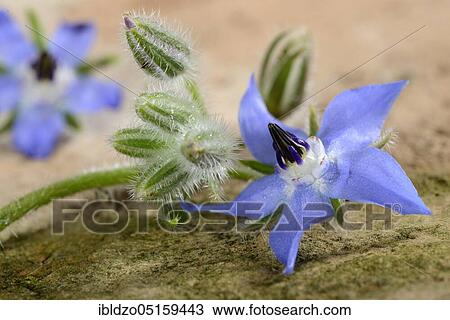 Borage, cucumber herb (Borago officinalis) View Large Photo Image Stock Image - Borage, cucumber herb (Borago officinalis). Fotosearch