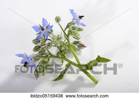 Borage, cucumber herb (Borago officinalis) View Large Photo Image Stock Photo - Borage, cucumber herb (Borago officinalis). Fotosearch