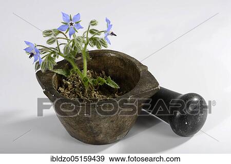 Borage, cucumber herb (Borago officinalis), mortar View Large Photo Image Stock Photo - Borage, cucumber herb (Borago officinalis), mortar. Fotosearch