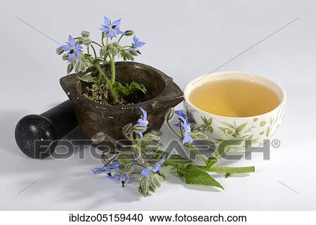 Borage, cup of borage tea, cucumber herb (Borago officinalis), mortar View Large Photo Image Stock Image - Borage, cup of borage tea, cucumber herb (Borago officinalis), mortar. Fotosearch