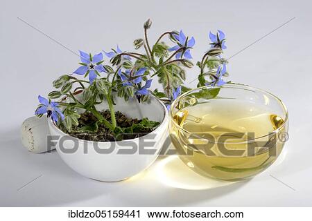 Borage, cup of borage tea, cucumber herb (Borago officinalis), mortar View Large Photo Image Stock Image - Borage, cup of borage tea, cucumber herb (Borago officinalis), mortar. Fotosearch