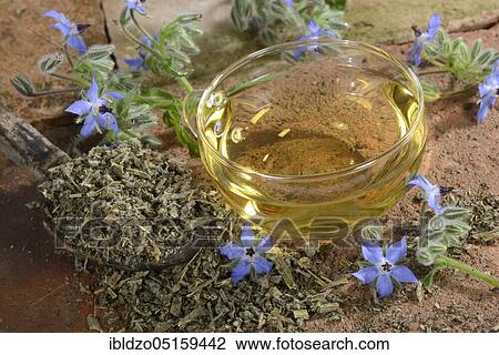 Borage, cup of borage tea, cucumber herb (Borago officinalis) View Large Photo Image Stock Image - Borage, cup of borage tea, cucumber herb (Borago officinalis). Fotosearch