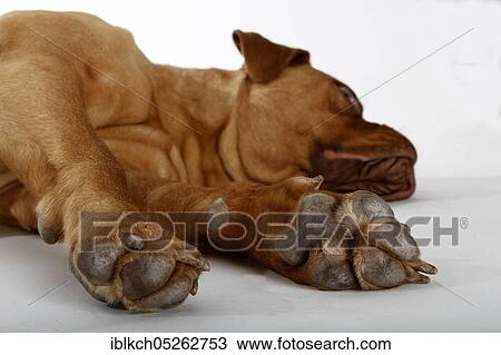 Bordeaux Mastiff, paw, paws, underside of the paw View Large Photo Image Stock Image - Bordeaux Mastiff, paw, paws, underside of the paw. Fotosearch