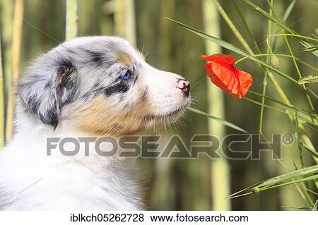 Stock Photo - Border collie, puppy, sniffing the corn poppy. Fotosearch