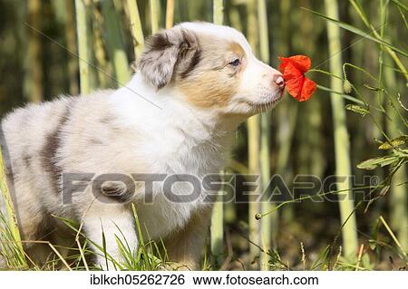 Border collie, puppy, sniffing the corn poppy View Large Photo Image Stock Photograph - Border collie, puppy, sniffing the corn poppy. Fotosearch