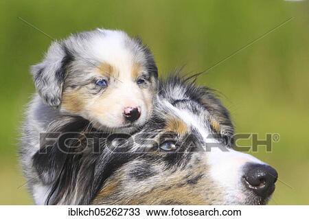 Stock Image - Border Collie with puppy. Fotosearch