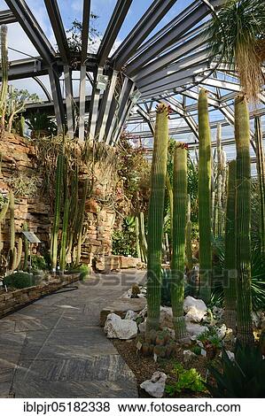 Stock Photo - Botanical Garden, Greenhouse, Cactus House, Berlin-Lichterfelde, Berlin, Germany, Europe. Fotosearch
