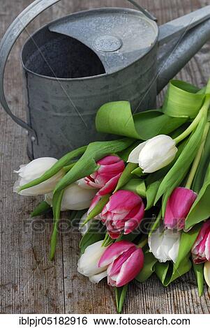 Bouquet of tulips, tulip bouquet, watering can ( Tulipa spec. ) View Large Photo Image Stock Photograph - Bouquet of tulips, tulip bouquet, watering can ( Tulipa spec. ). Fotosearch