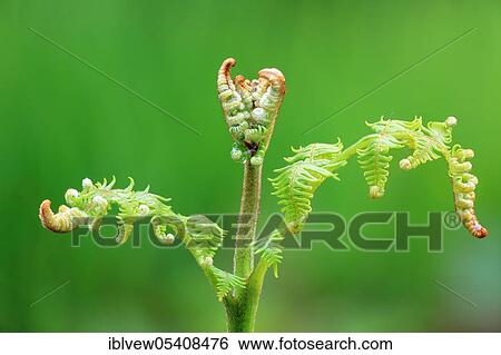 Stock Photograph - Bracken (Pteridium aquilinum) Black Forest, Baden-Württemberg, Germany, Europe. Fotosearch