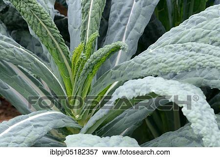 Brassica oleracea (Brassica oleracea var. palmifolia) Black cabbage, Cabbage, Vegetable cabbage, Tuscany, Italy, Europe View Large Photo Image Stock Photo - Brassica oleracea (Brassica oleracea var. palmifolia) Black cabbage, Cabbage, Vegetable cabbage, Tuscany, Italy, Europe. Fotosearch