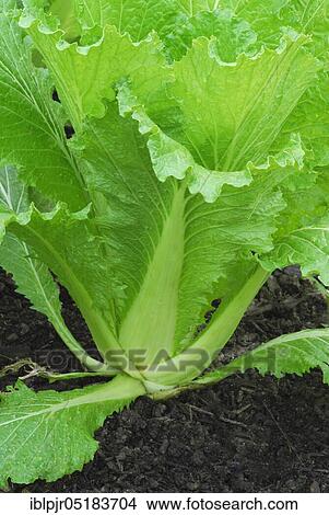 Picture - Brassica rapa ( Braßica rapa pekinensis) Variety Michihili. Fotosearch