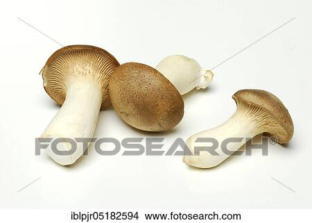 Brauner king trumpet mushroom, ( Pleurotus eryngii) View Large Photo Image Picture - Brauner king trumpet mushroom, ( Pleurotus eryngii). Fotosearch