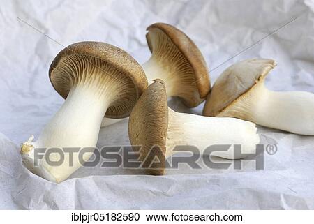 Stock Image - Brauner king trumpet mushroom, ( Pleurotus eryngii). Fotosearch