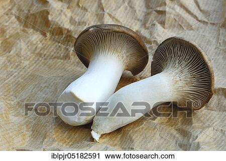 Brauner king trumpet mushroom, ( Pleurotus eryngii) View Large Photo Image Stock Image - Brauner king trumpet mushroom, ( Pleurotus eryngii). Fotosearch