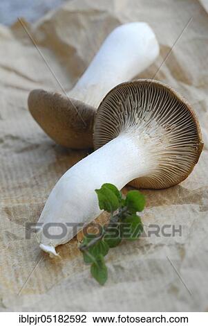 Brauner king trumpet mushroom, ( Pleurotus eryngii) View Large Photo Image Stock Image - Brauner king trumpet mushroom, ( Pleurotus eryngii). Fotosearch
