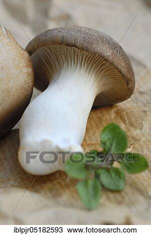 Brauner king trumpet mushroom, ( Pleurotus eryngii) View Large Photo Image Stock Image - Brauner king trumpet mushroom, ( Pleurotus eryngii). Fotosearch